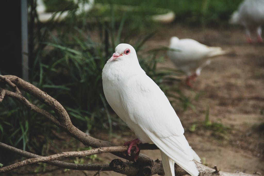 A serene white dove perched on a branch, captured in a natural outdoor setting.