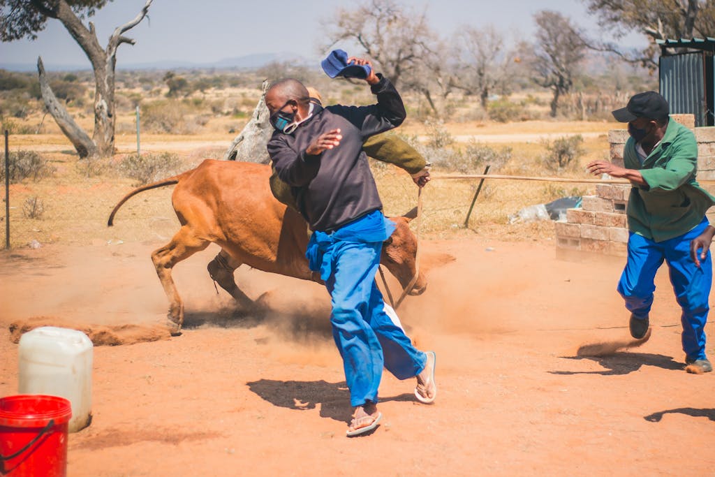 Dynamic action shot of men running to escape a bull in Kgomokasitwa, Botswana.